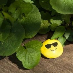 Cheapest ⭐ Hide & Seek Rock Painting Kit - Creativity for Kids 🧨 -Kids' Crafts Sales Store unnamed file 1249